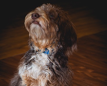 Luke office mascot