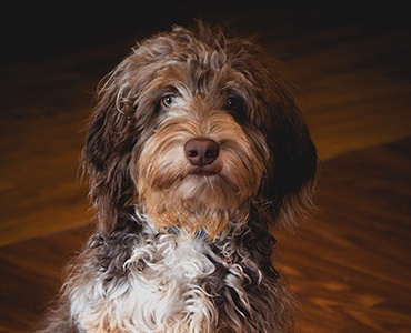 Headshot of Luke the dog our office mascot